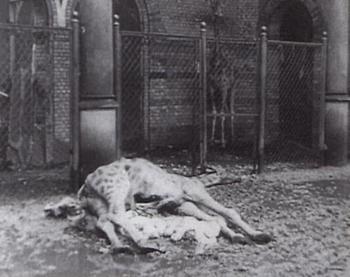 1945 killed about 4000 animals of the Berlin Zoo.jpg