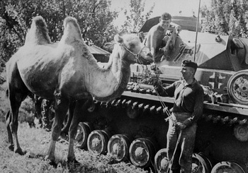 Bactrian camel and Panzer.jpg