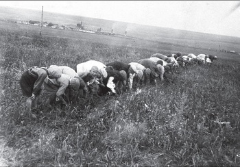 Пионеры собирают в поле колоски, г. Сталино, 1934 год..jpg