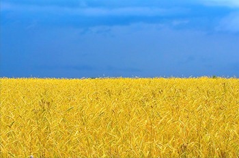 Flag of Ukraine.jpg