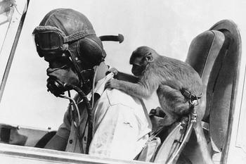 Talisman Squadron Royal Air Force UK in Libya, monkey named Bass, plays a fighter pilot «Tomahawk» in the Western Desert.jpg