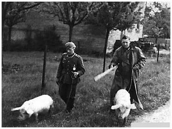 german-soldiers-slaughtered-pigs.jpg
